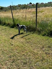 Drahthaar cuccioloni