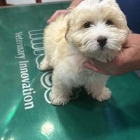 Maltese mini toy