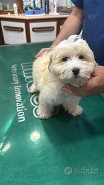 Maltese mini toy