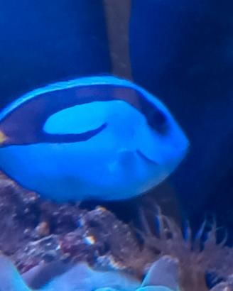 Pesce acquario marino
