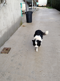 Cuccioli di border colli