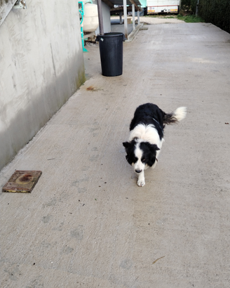 Cuccioli di border colli