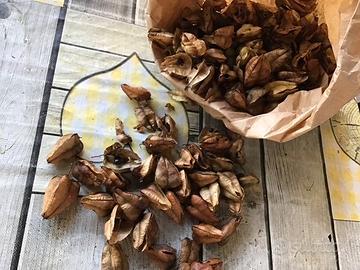 Semi di albero delle lanterne Cinesi