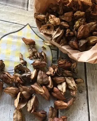 Semi di albero delle lanterne Cinesi