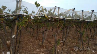 Grottaglie - Terreno per uva da tavola e struttura