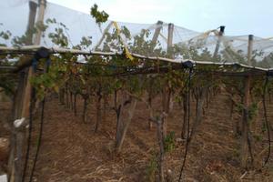 Grottaglie - Terreno per uva da tavola e struttura