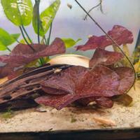 pianta acquatica Nymphaea Lotus 