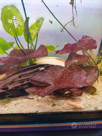 pianta acquatica Nymphaea Lotus 