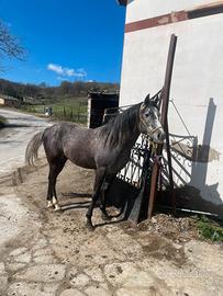 Stalloncino Quarab