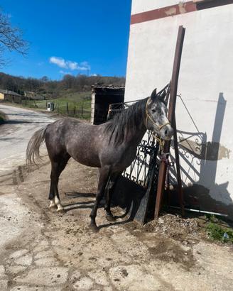 Stalloncino Quarab