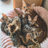 Prevendita gatto bengala di due mesi, di buona qua