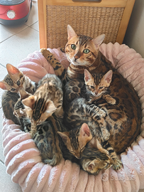 Prevendita gatto bengala di due mesi, di buona qua