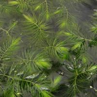 Ceratophyllum demersum - pianta ossigenante