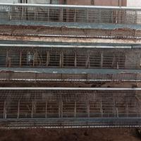 Gabbia allevamento conigli 