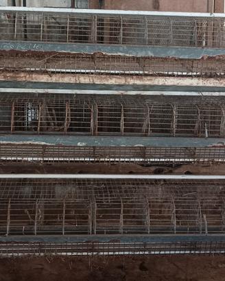 Gabbia allevamento conigli 