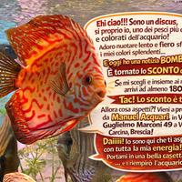 Discus