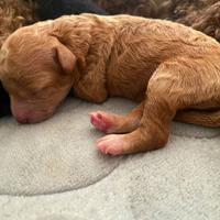 Barboncino Fulvo con pedigree