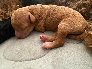 Barboncino Fulvo con pedigree