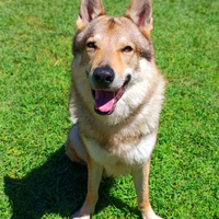 SIRIO Cane Lupo Cecoslovacco