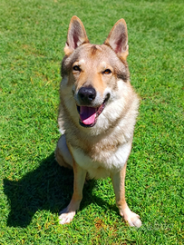 SIRIO Cane Lupo Cecoslovacco