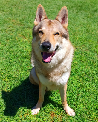 SIRIO Cane Lupo Cecoslovacco