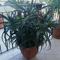 Pianta Aloe arborescente