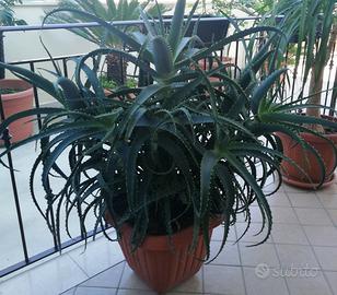 Pianta Aloe arborescente