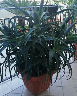 Pianta Aloe arborescente