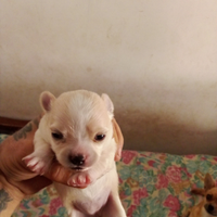 Cuccioli Chihuahua pincher