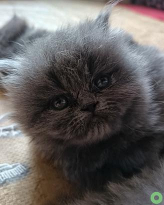 Gattina Persiana