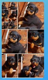 Cuccioli Rottweiler