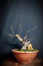 Pioppo nero (Populus nigra)