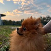 Spitz Pomerania