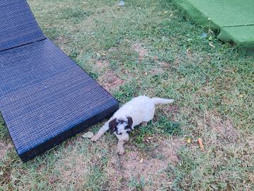 Cuccioli da tartufi