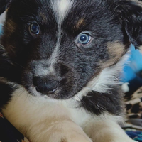 Pastore australiano maschio