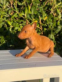 Cuccioli di Cirneco dell'Etna