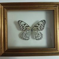 Farfalla tassidermizzata in cornice vintage