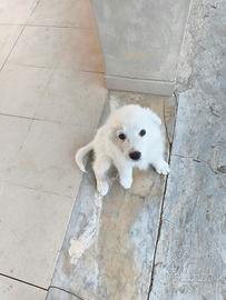 Cucciolo Pastore Maremmano-Abruzzese