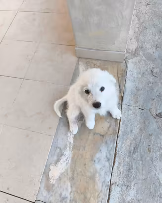 Cucciolo Pastore Maremmano-Abruzzese