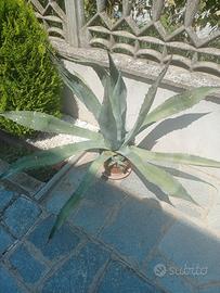 aloe vera pianta