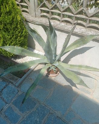 aloe vera pianta
