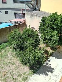 Semi indipendente in centro città
