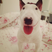 Bull terrier miniature monta