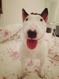 Bull terrier miniature monta