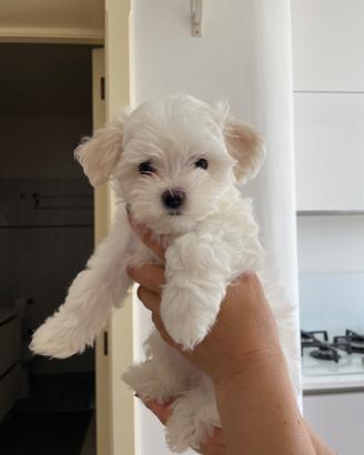Cucciolo maschio maltese