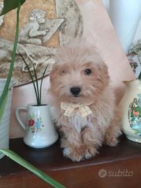 Maltipoo