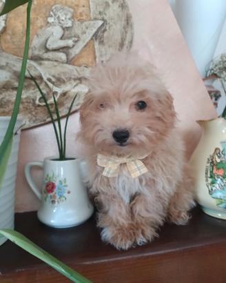 Maltipoo