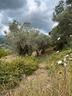 terreno-agricolo-con-uliveto-e-pozzo