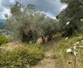 Terreno agricolo con uliveto e pozzo