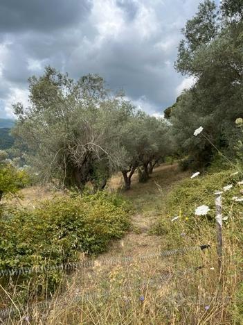 Terreno agricolo con uliveto e pozzo